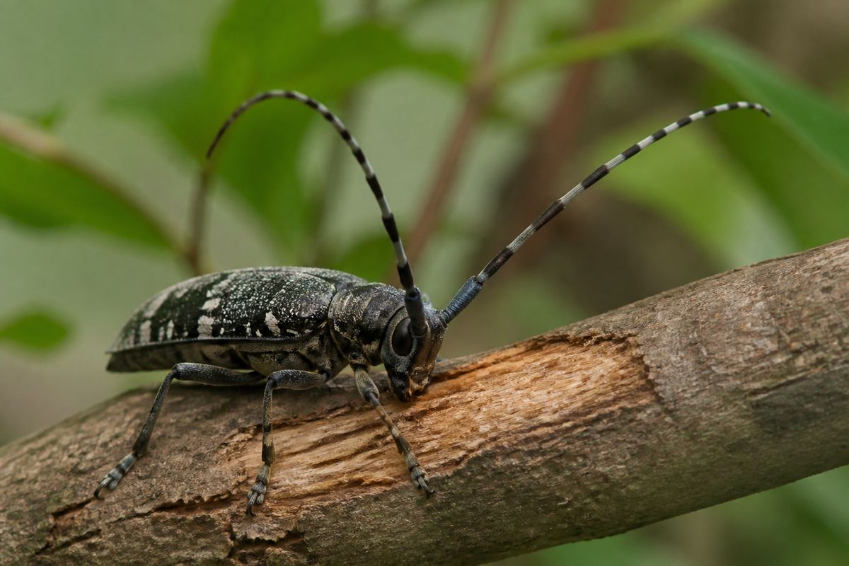 What Do Longhorn Beetles Eat? Diet and Feeding Habits