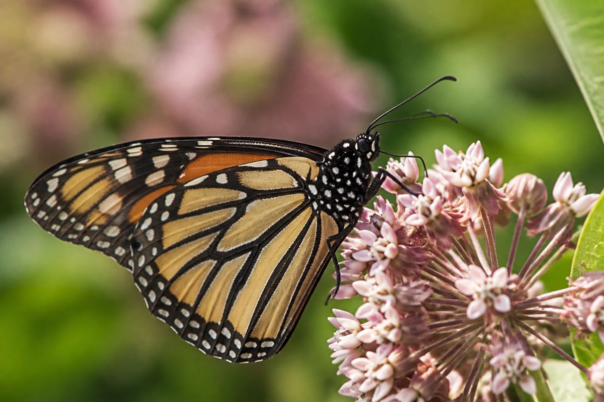 What Do Monarch Butterflies Eat? Diet and Feeding Habits