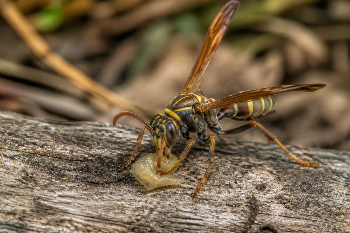 What Do Paper Wasps Eat? Diet and Feeding Habits