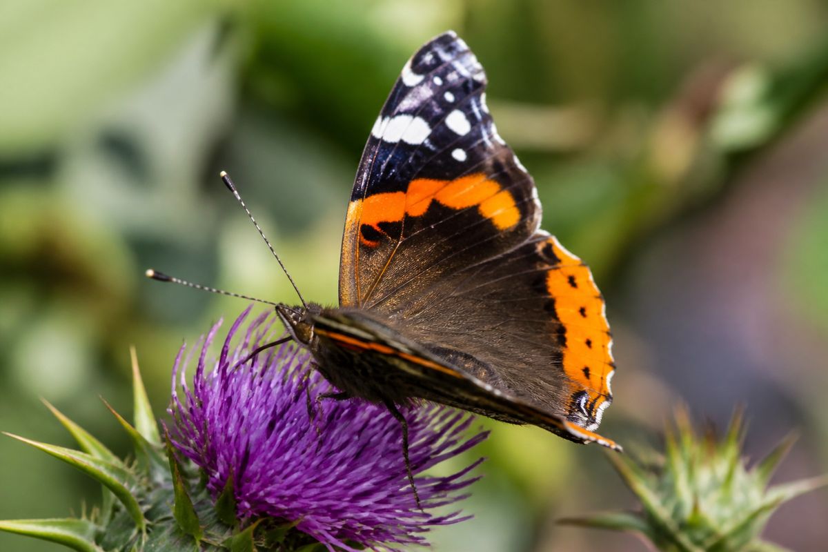 What Do Red Admiral Butterflies Eat? Diet and Feeding Habits