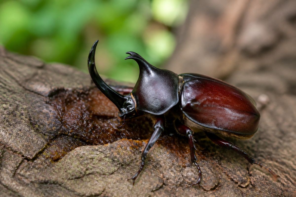 What Do Rhinoceros Beetles Eat? Diet and Feeding Habits