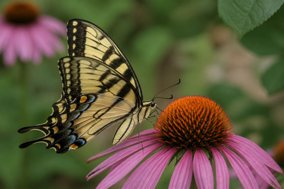 What Do Swallowtail Butterflies Eat? Diet and Feeding Habits