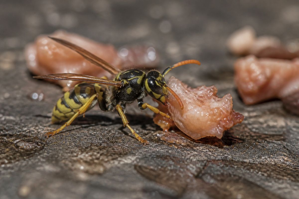 What Do Yellowjackets Eat? Diet and Feeding Habits