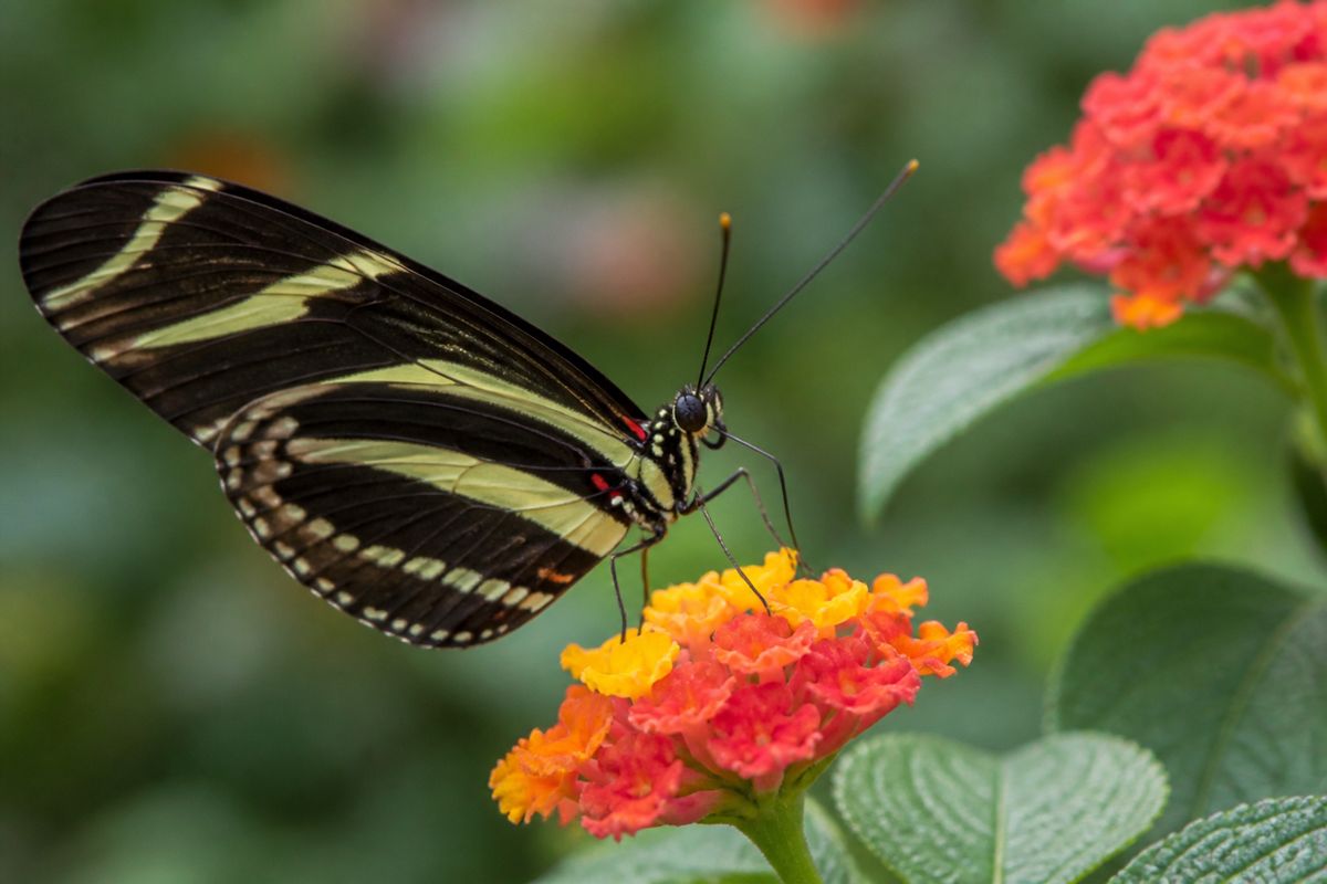 What Do Zebra Longwing Butterflies Eat? Diet and Feeding Habits