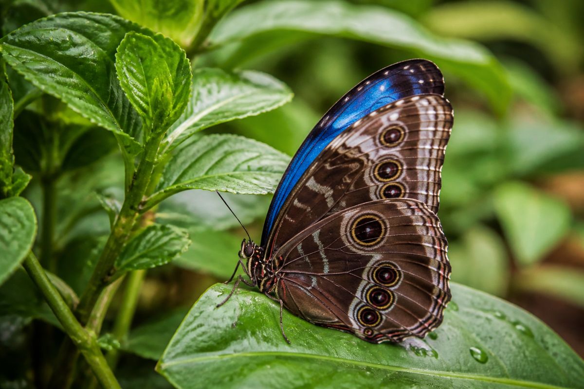 What Is the Life Cycle of Blue Morpho Butterflies? Stages and Facts
