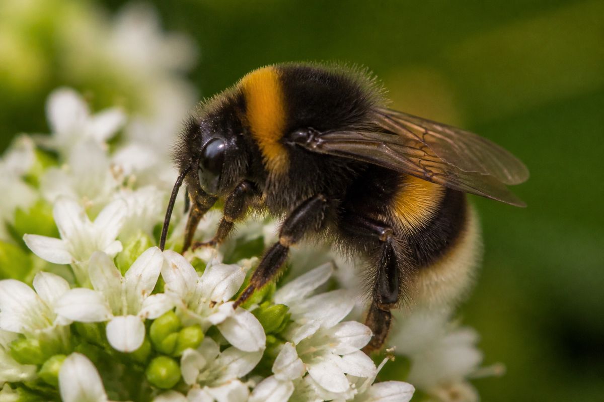 What Is the Life Cycle of Bumblebees? Stages and Facts