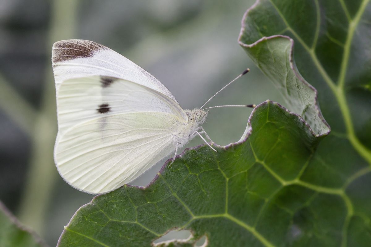 What Is the Life Cycle of Cabbage White Butterflies? Stages and Facts