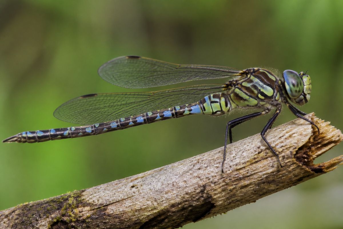 What Is the Life Cycle of Dragonflies? Stages and Facts