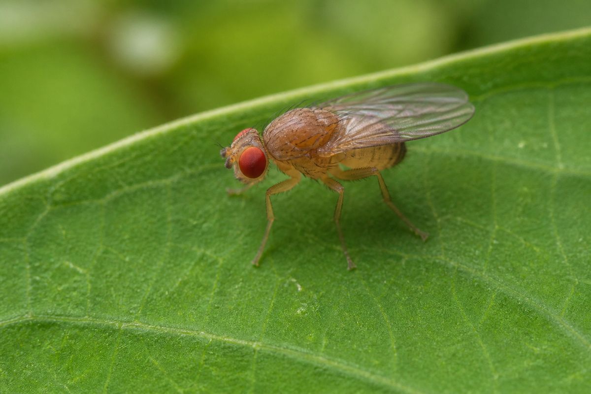 What Is the Life Cycle of Fruit Flies? Stages and Facts