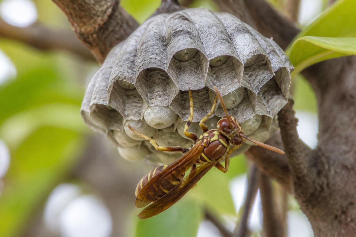 What Is the Life Cycle of Paper Wasps? Stages and Facts