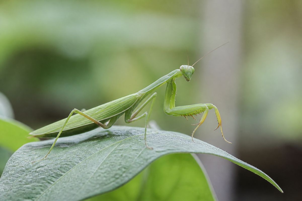 What Is the Life Cycle of Praying Mantises? Stages and Facts