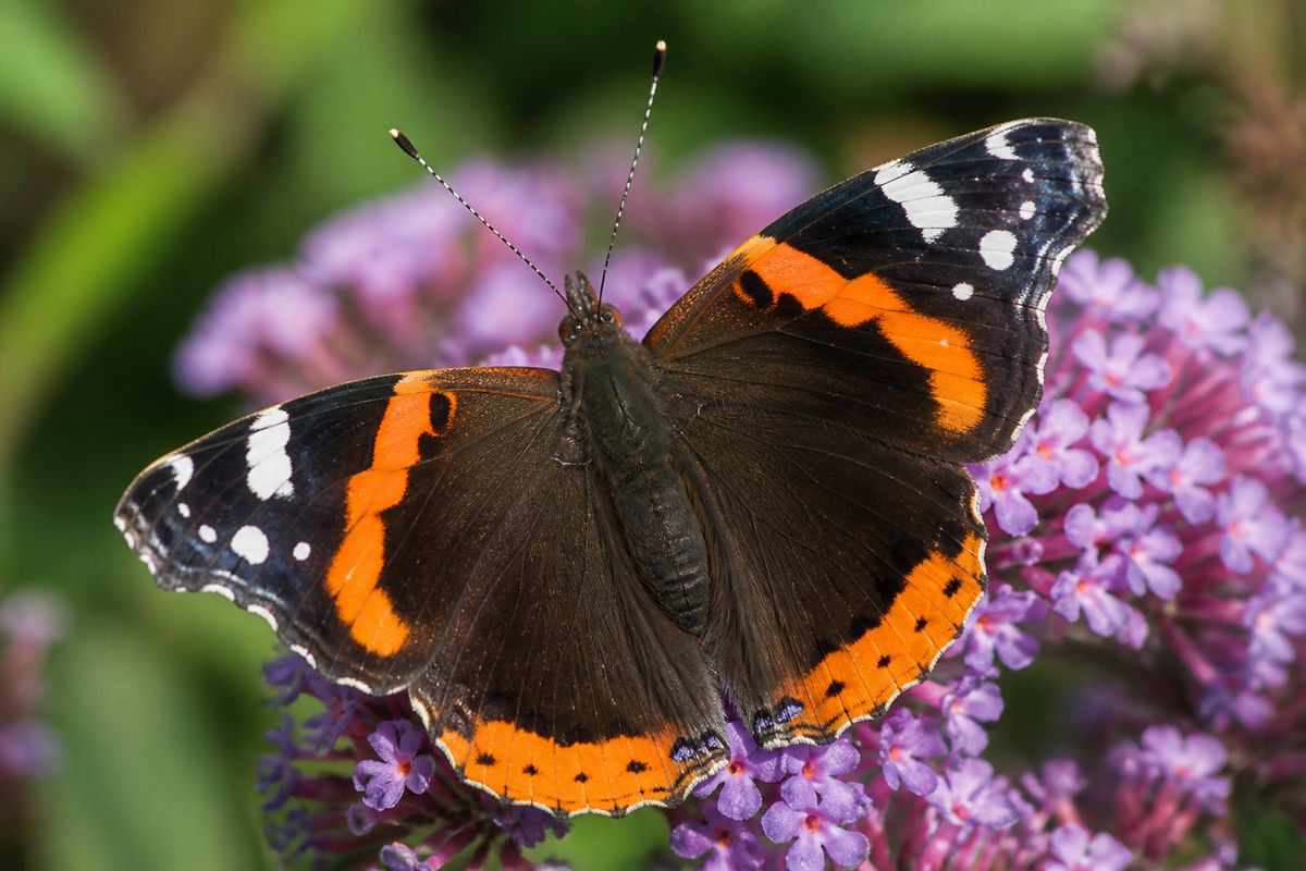 What Is the Life Cycle of Red Admiral Butterflies? Stages and Facts
