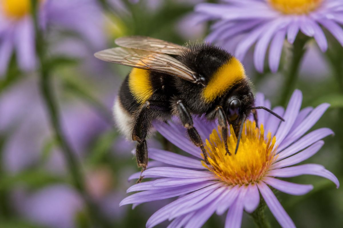 Where Do Bumblebees Live? Habitat and Distribution Guide