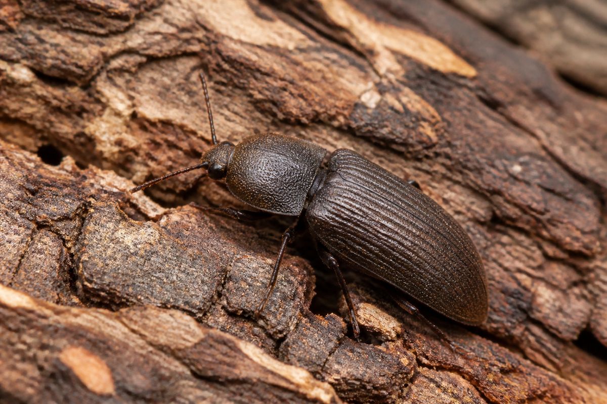 Where Do Click Beetles Live? Habitat and Distribution Guide