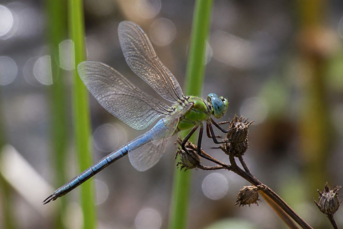 Where Do Dragonflies Live? Habitat and Distribution Guide