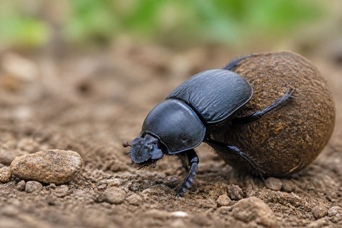 Where Do Dung Beetles Live? Habitat and Distribution Guide