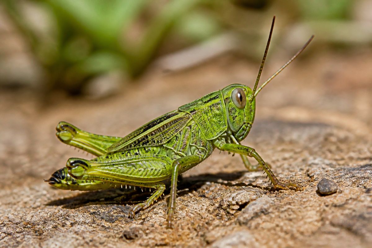 Where Do Grasshoppers Live? Habitat and Distribution Guide