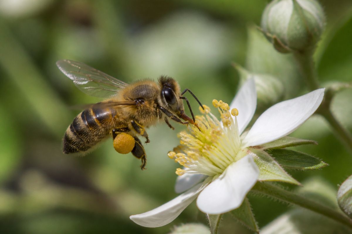 Where Do Honey Bees Live? Habitat and Distribution Guide