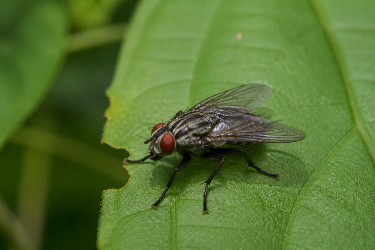 Where Do Houseflies Live? Habitat and Distribution Guide