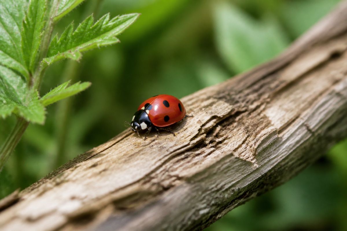 Where Do Ladybugs Live? Habitat and Distribution Guide