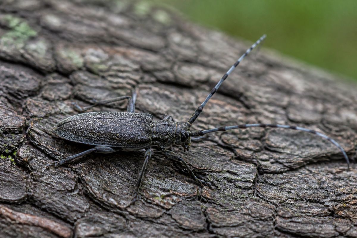 Where Do Longhorn Beetles Live? Habitat and Distribution Guide