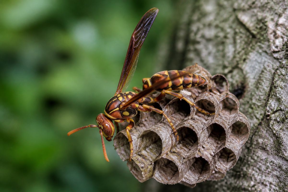 Where Do Paper Wasps Live? Habitat and Distribution Guide