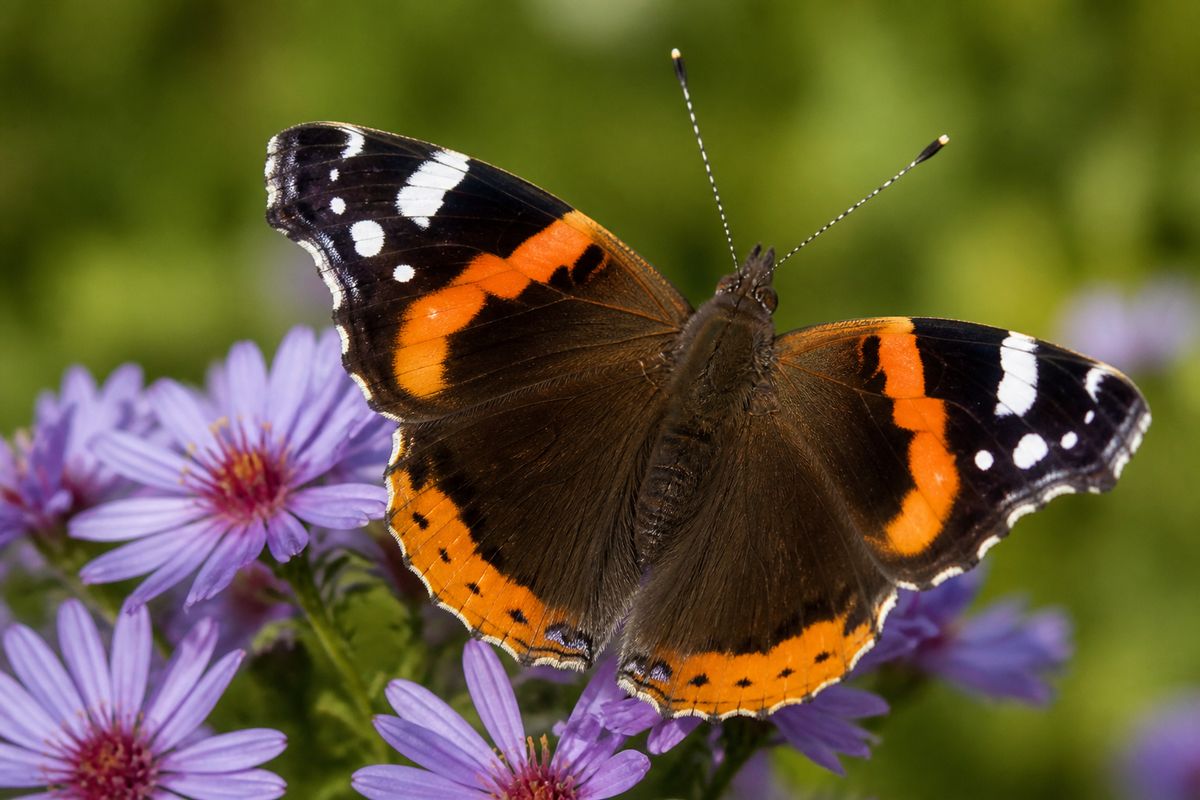 Where Do Red Admiral Butterflies Live? Habitat and Distribution Guide